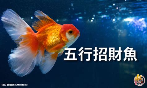 招財魚|養對魚數：財運滾滾來